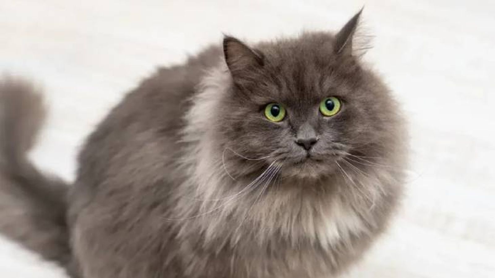 razas de gatos grises nebelung razas de gatos grises nebelung