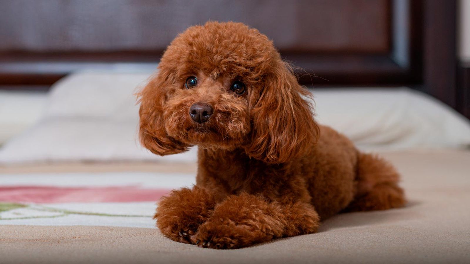 caniche toy