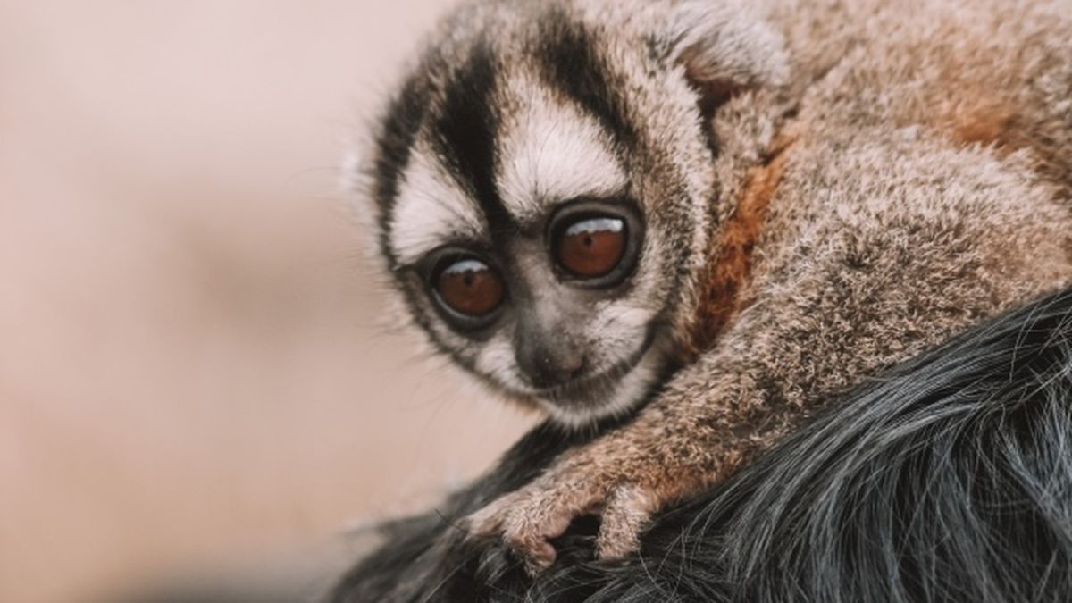 animales nocturnos mono