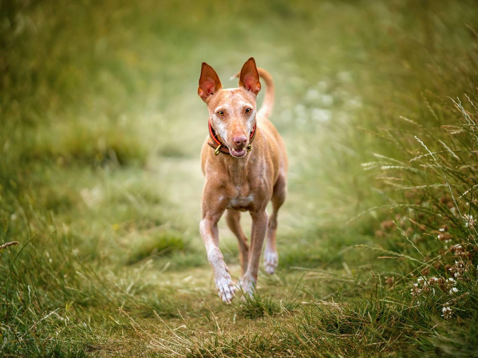 El podenco andaluz se caracteriza por ser rápido, ágil e incansable.