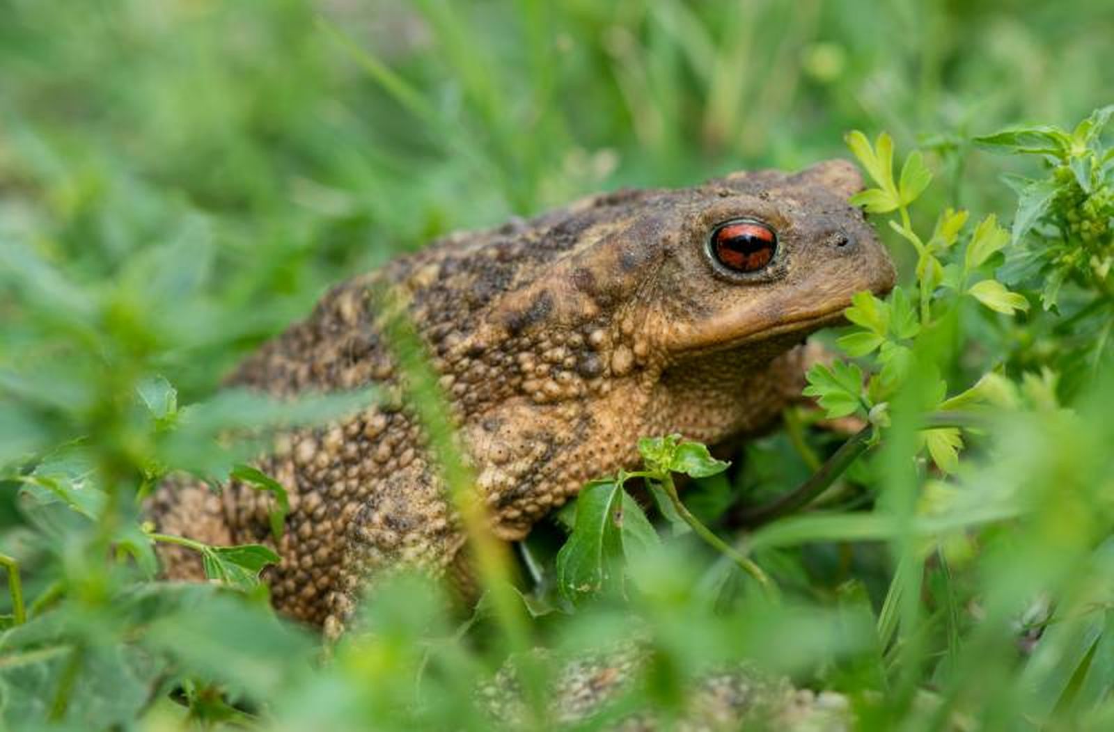 Los sapos, como muchos otros animales, tienen mecanismos de defensa contra sus depredadores naturales. Los sapos, como muchos otros animales, tienen mecanismos de defensa contra sus depredadores naturales.