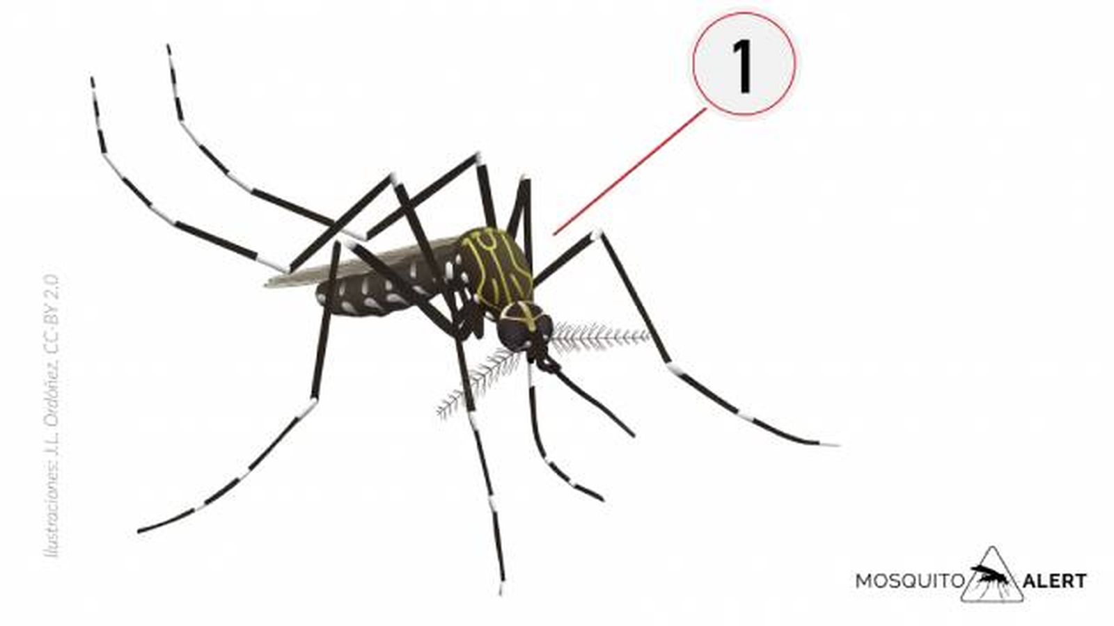 mosquitos transmisores de enfermedades mosquito Corea mosquitos transmisores de enfermedades mosquito Corea