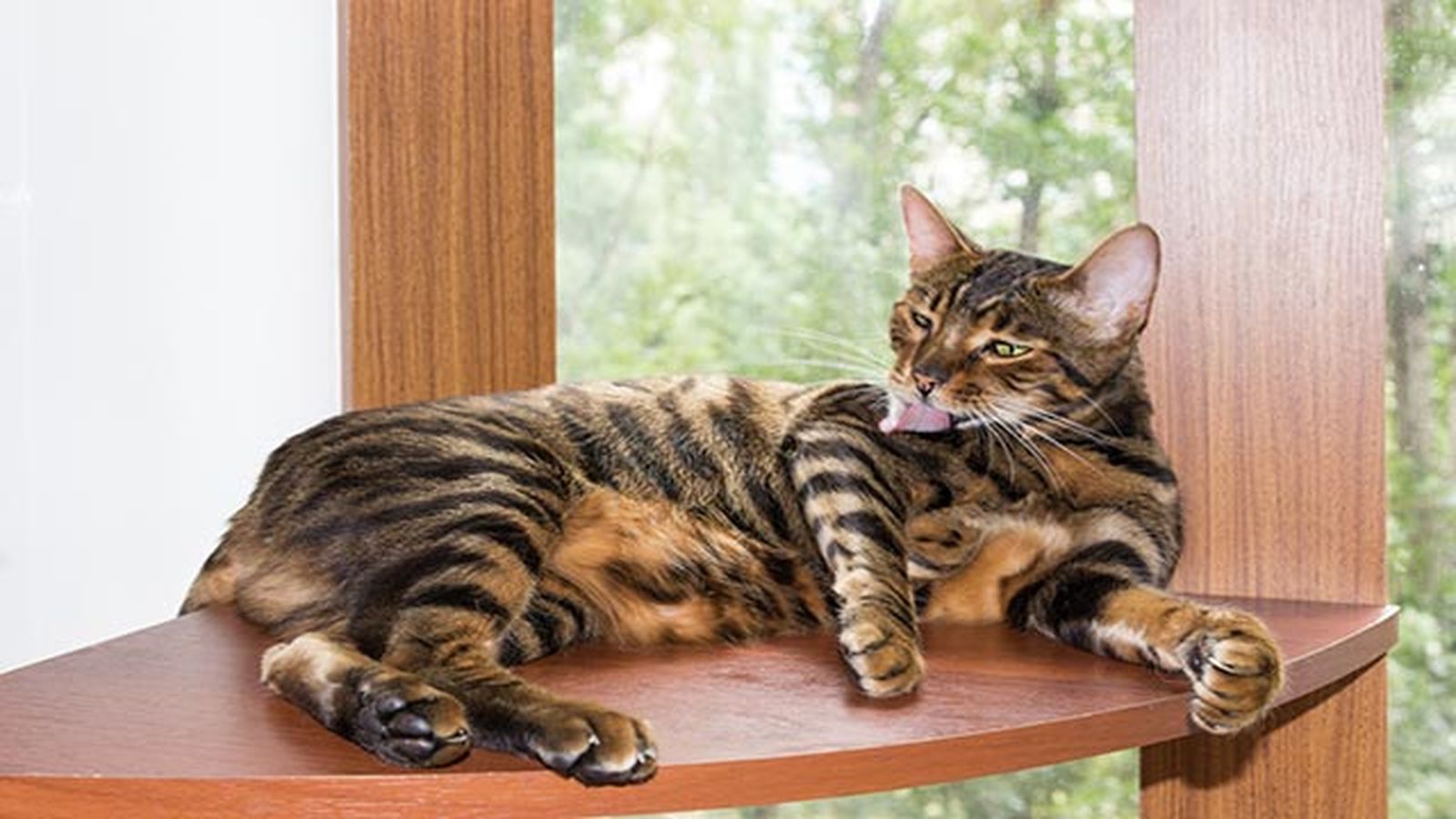 gato toyger descansando gato toyger descansando
