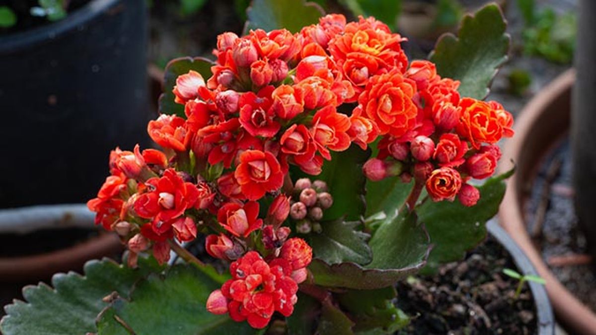 kalanchoe planta de interior roja