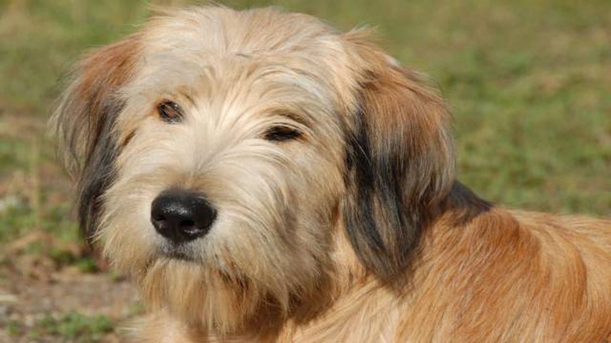 pastor de los pirineos (2)