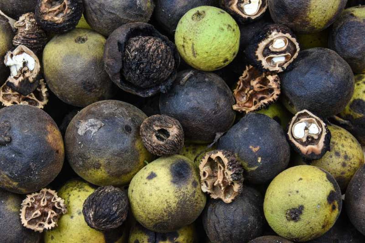 Nueces negras en varios grados de maduración