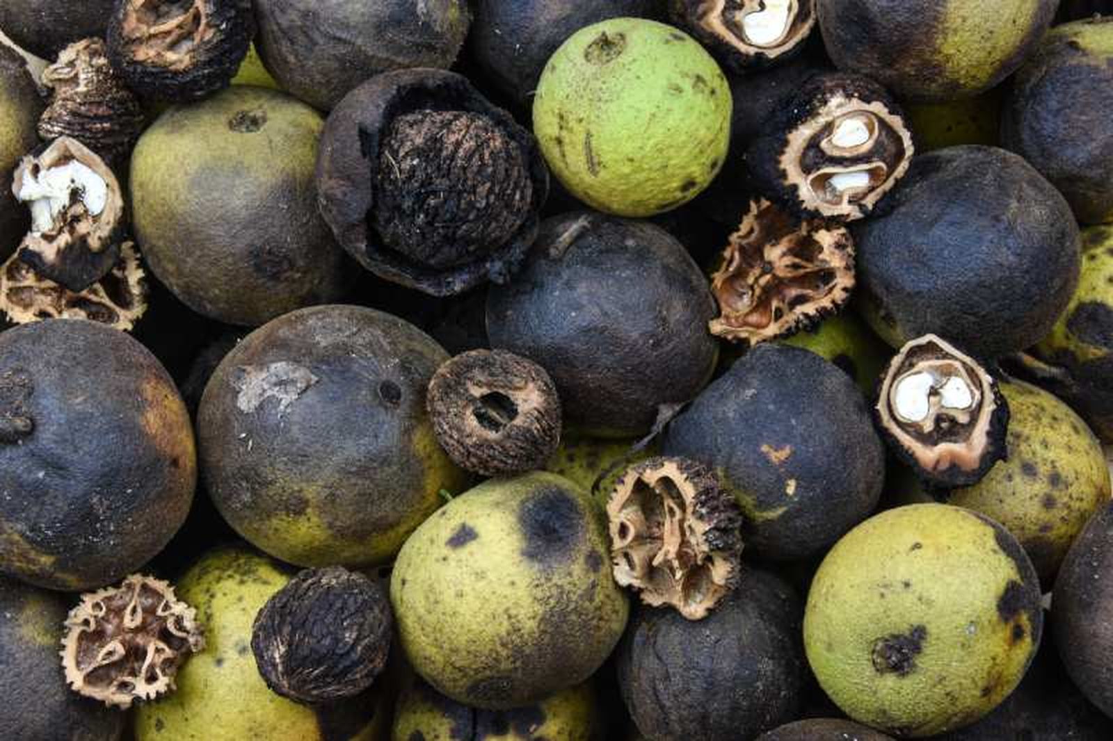 Nueces negras en varios grados de maduración Nueces negras en varios grados de maduración