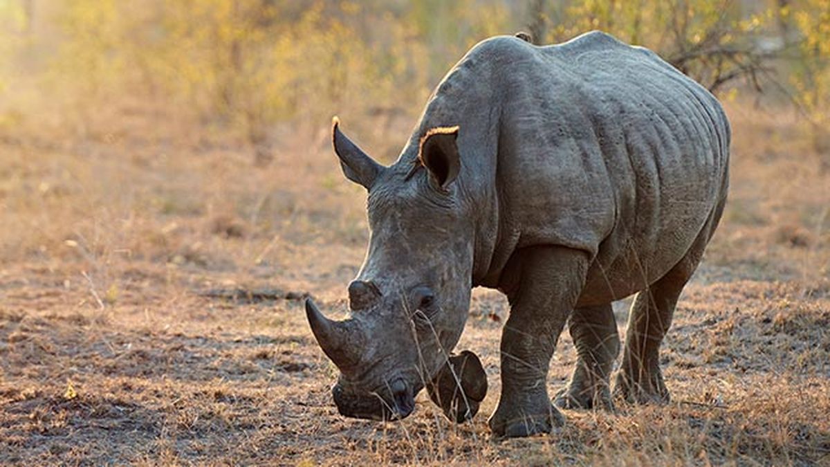 rinoceronte 3 comiendo