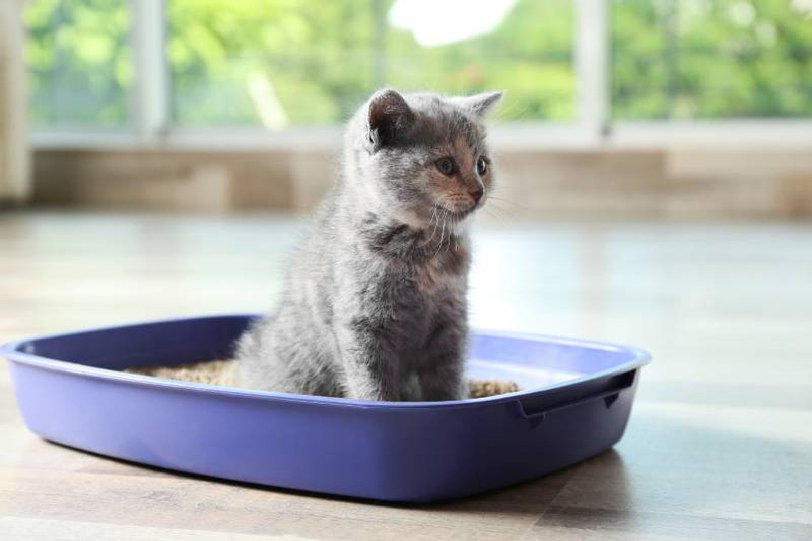 Prueba diferentes tipos de arena para ver cuál prefiere tu mascota. Prueba diferentes tipos de arena para ver cuál prefiere tu mascota.