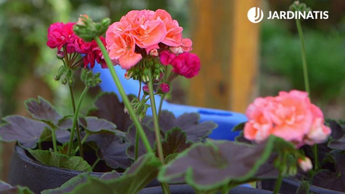 brico 0907 3 geranios para balcon geranio detalle