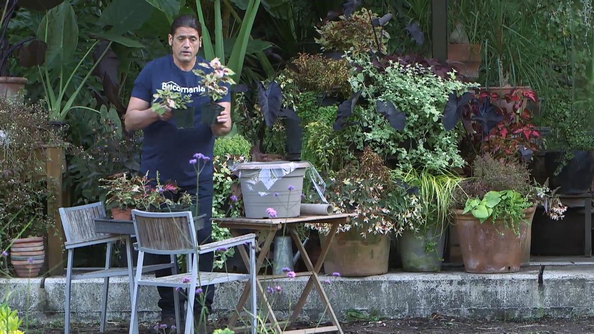 brico0963 3 esquejar resultado