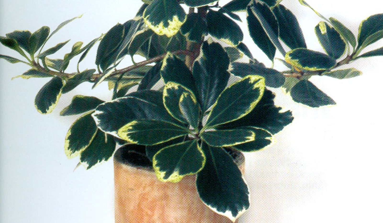 Corinocarpo Corinocarpo