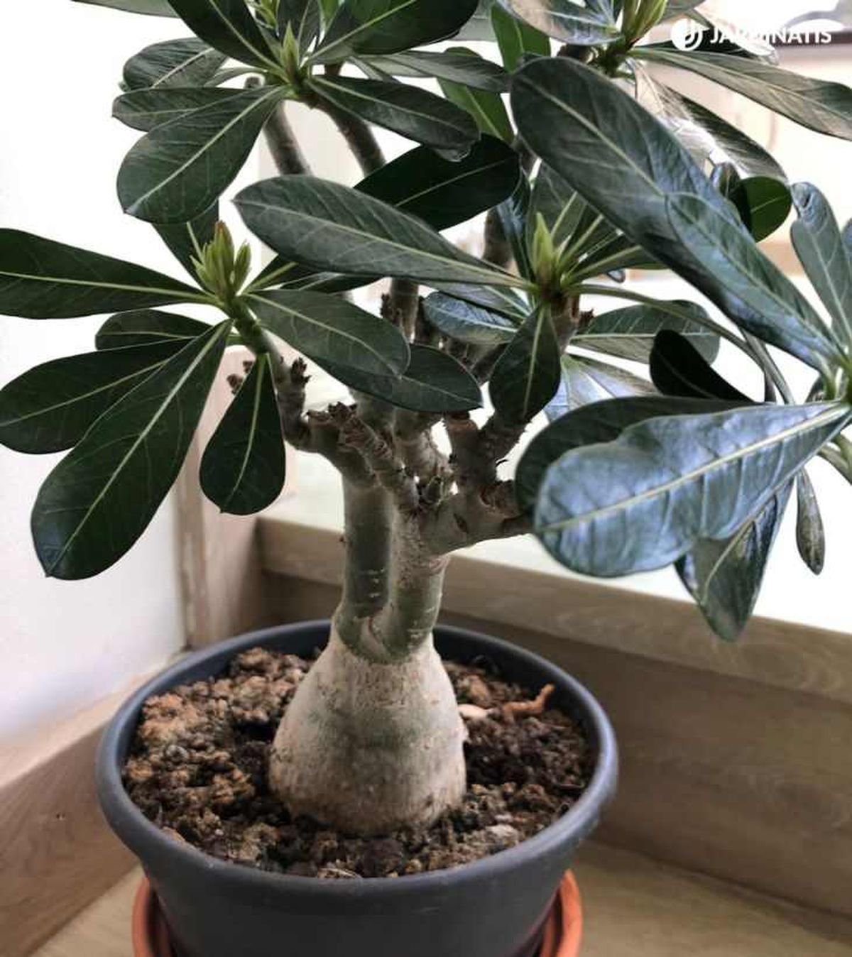 Base engrosada del Adenium obesum