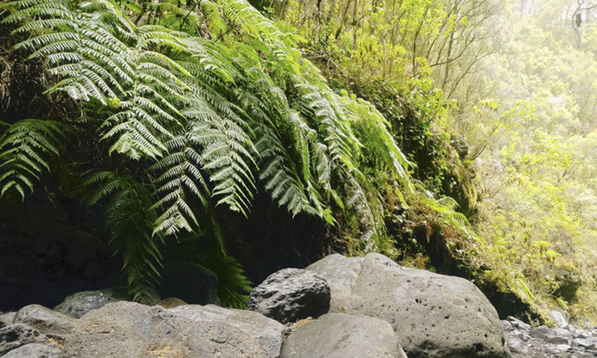 Helechos arbóreos   Woodwardia radicans