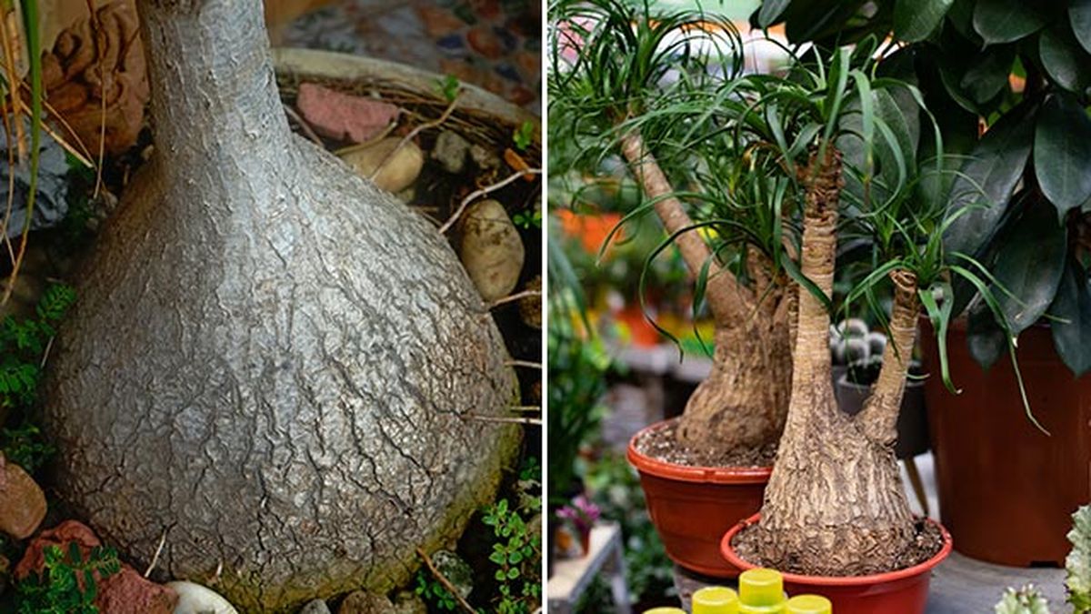 deposito agua en el tronco beaucarnea