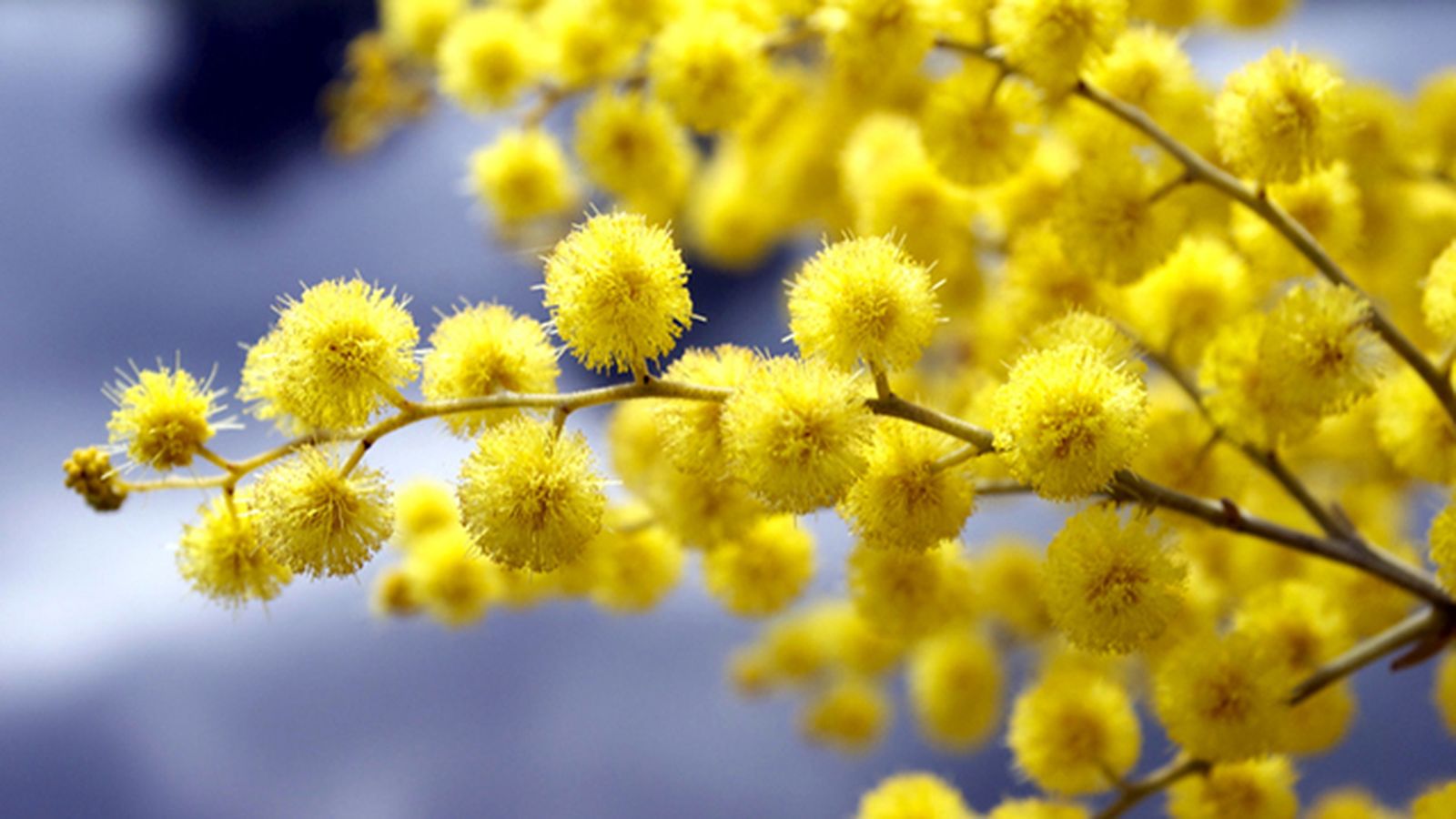 floracion amarilla acacia dealbata floracion amarilla acacia dealbata