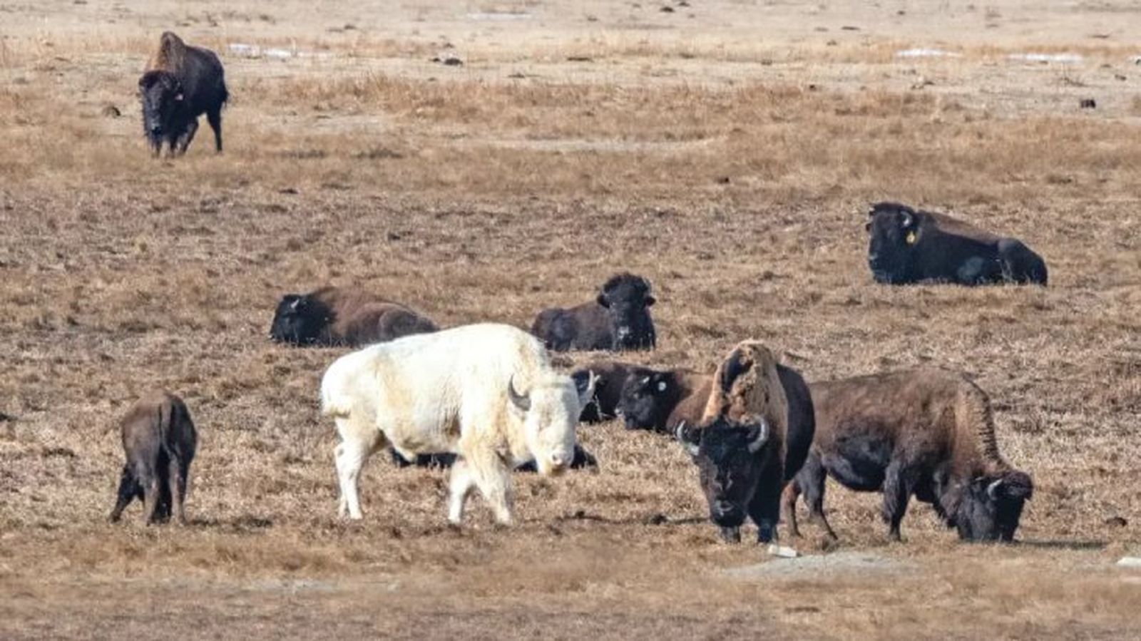 animales albinos 1