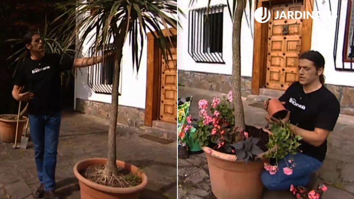 Poda de raíces de la drácena marginata