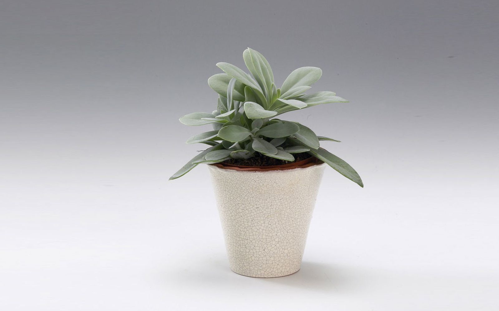 Senecio_cephalophorus Senecio_cephalophorus