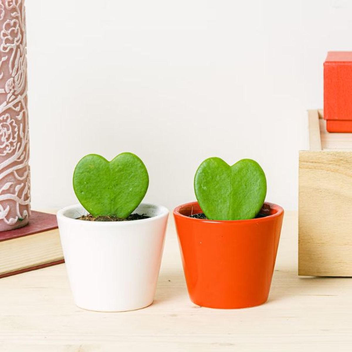 hoya kerrii be green