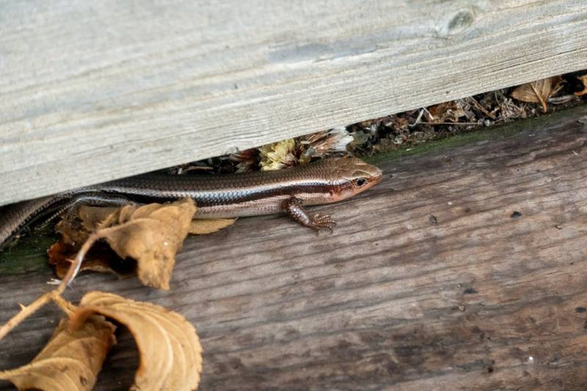 Las lagartijas son inofensivas y beneficiosas en algunos casos.