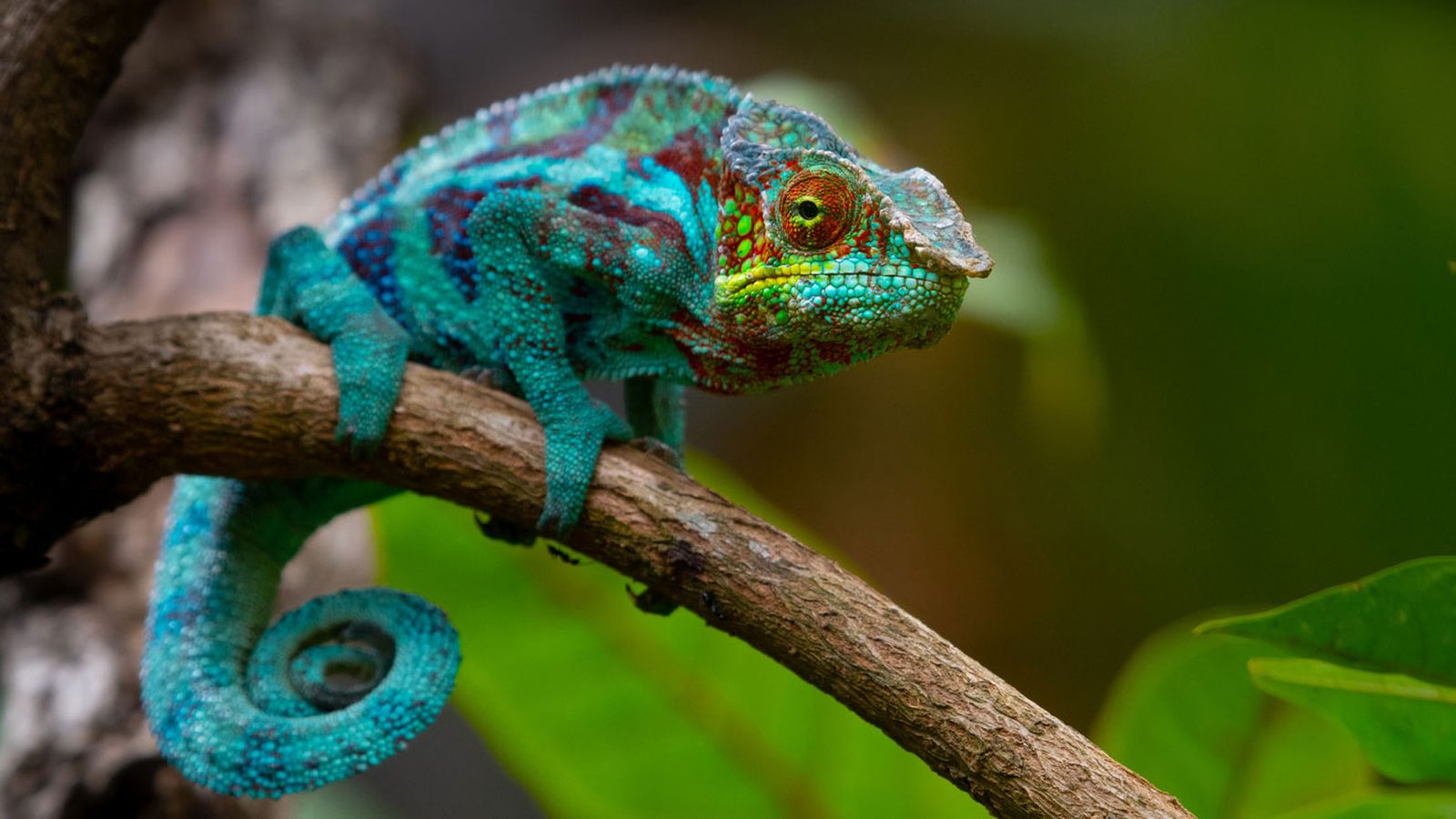camaleon camaleon