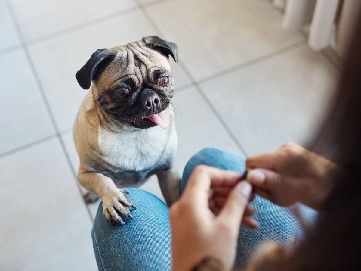 Una excelente alternativa es prepararle premios caseros con ingredientes del todo seguros.