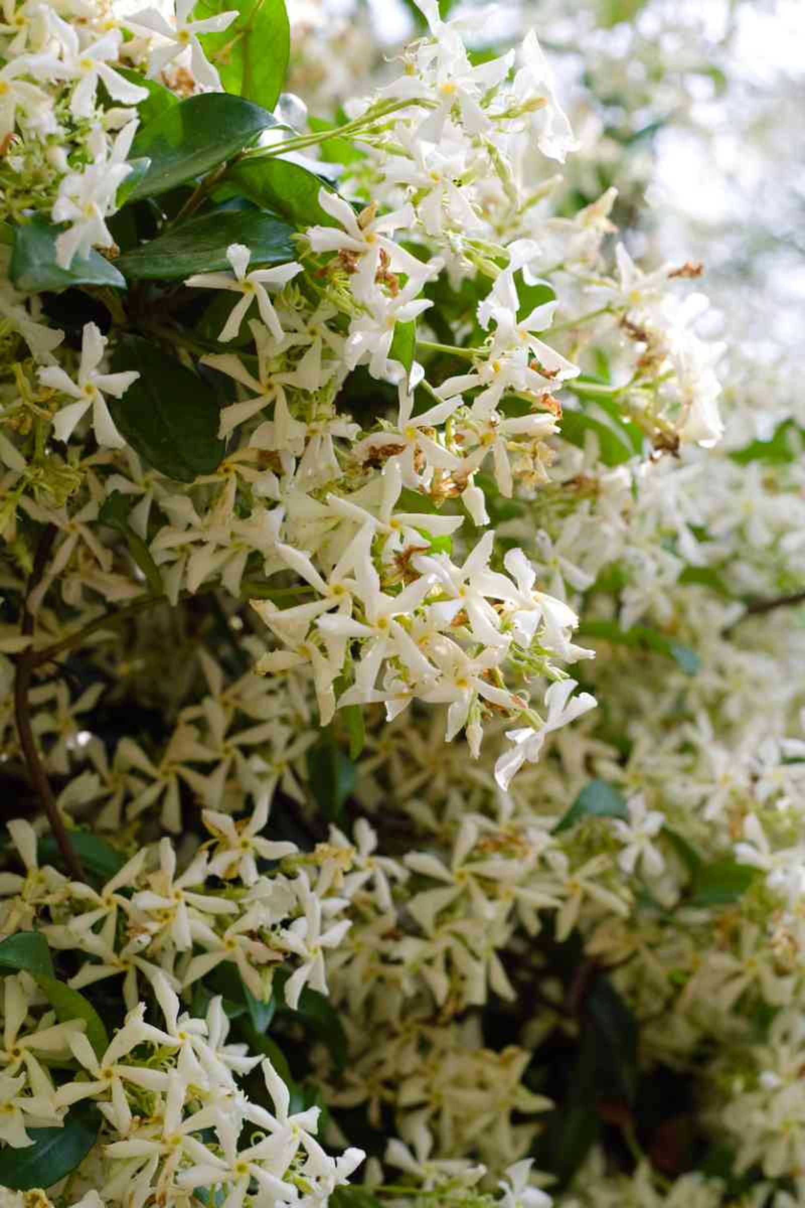 Trachelospermum jasminoides o jazmín estrella Trachelospermum jasminoides o jazmín estrella