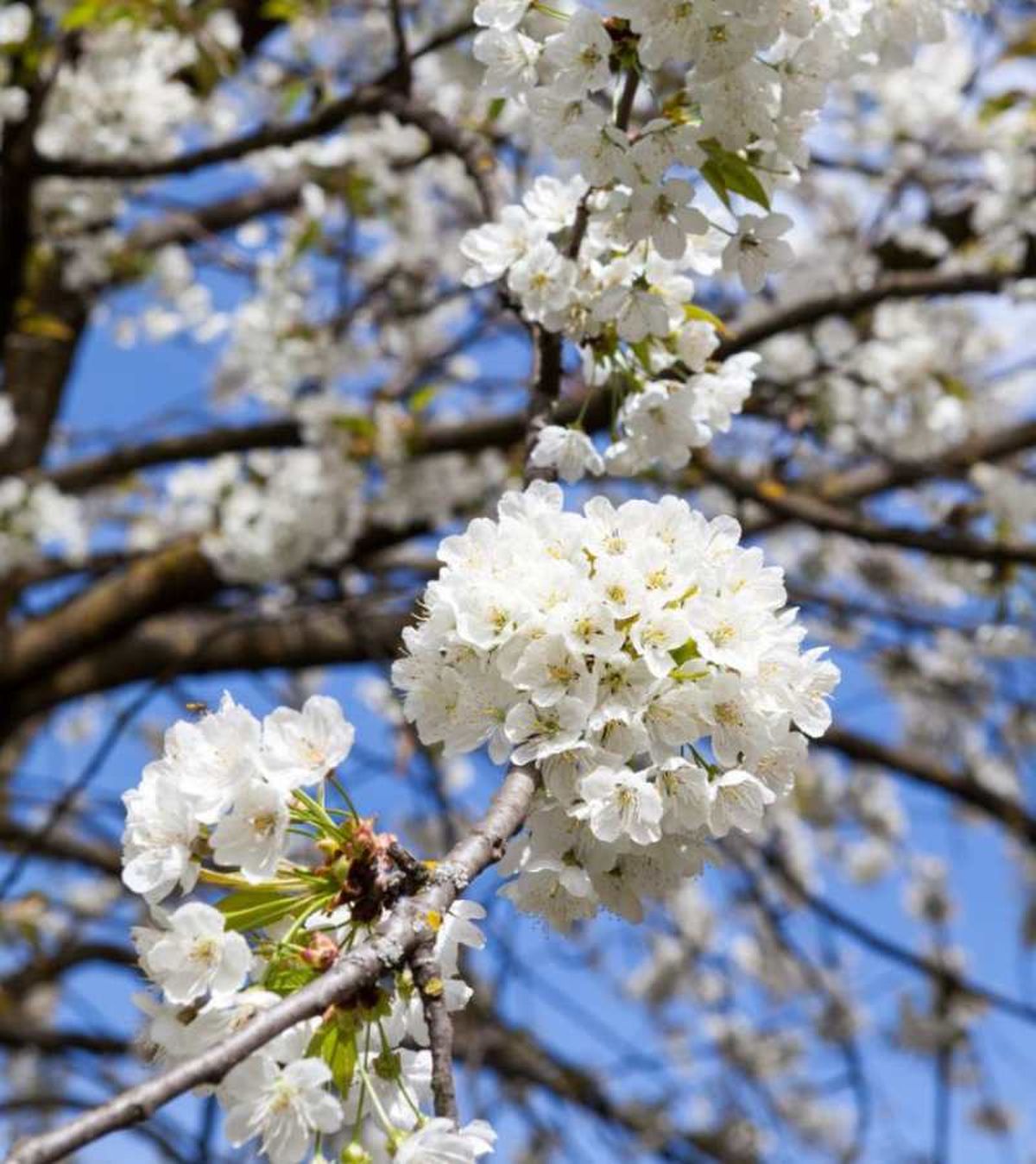 En España existen otras opciones igualmente fascinantes para disfrutar de los cerezos en flor.