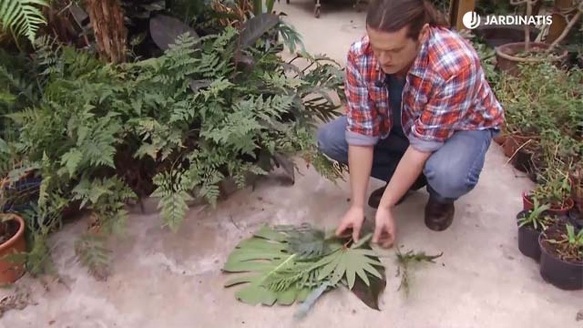 escoger hojas para secar deco 683 prensado jardinatis