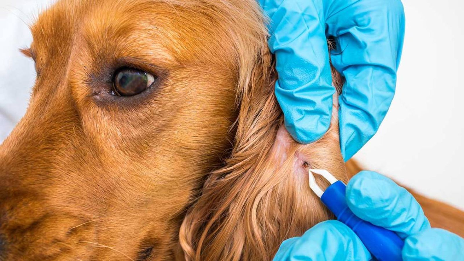 como quitar una garrapata a un perro.jpg