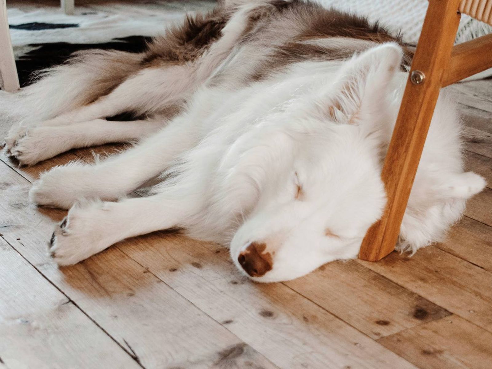 Perro blanco durmiendo Perro blanco durmiendo