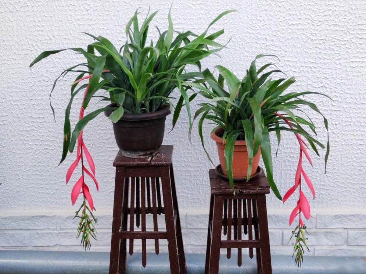 Plantas de Billbergia nutans en exterior