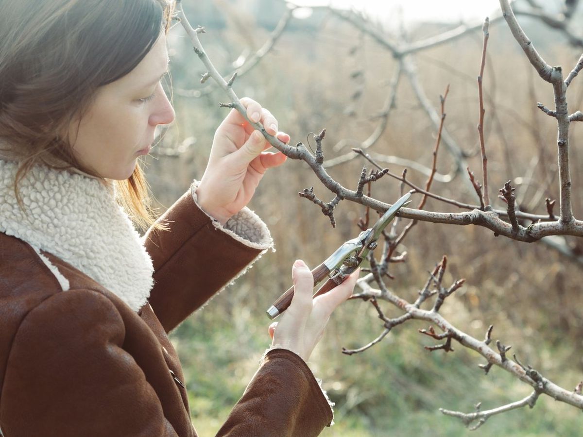 Poda de árboles en invierno.