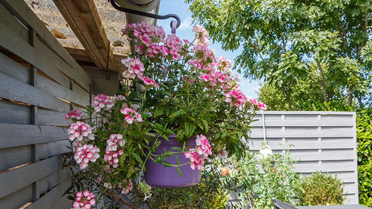 planta verbena balcon