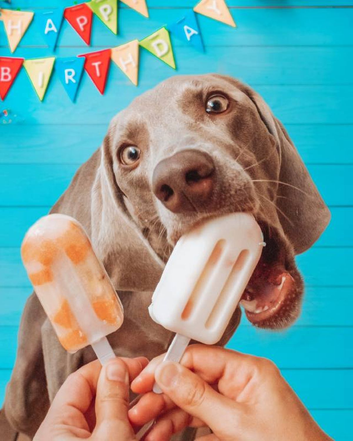 como hacer helados caseros nutritivos para perros momentos especiales