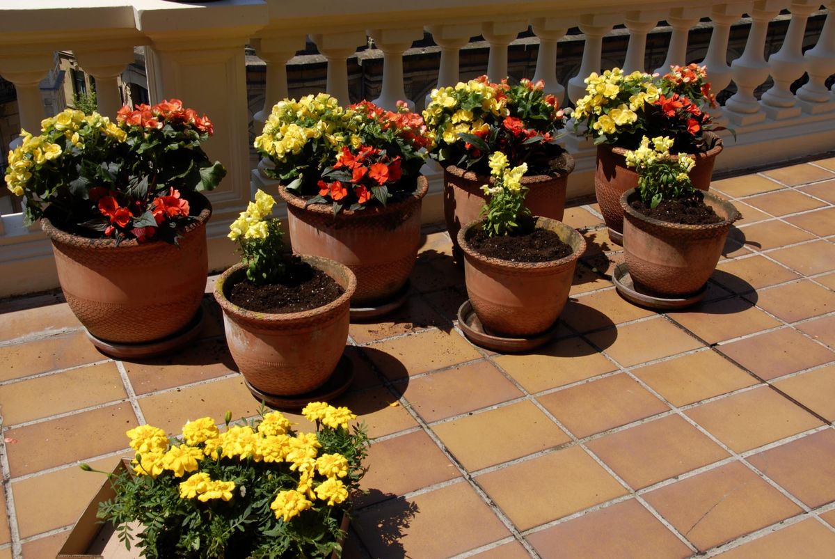 deko 0250 jardineria decorar terraza begonia alegria plantar anthyrium