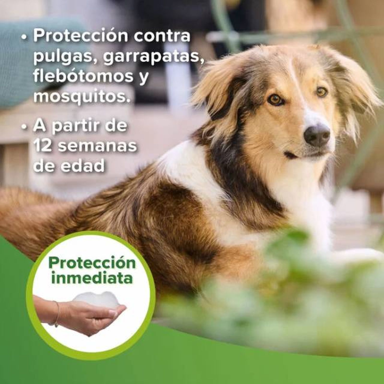 champu repelente insectos perros Beaphar champu repelente insectos perros Beaphar