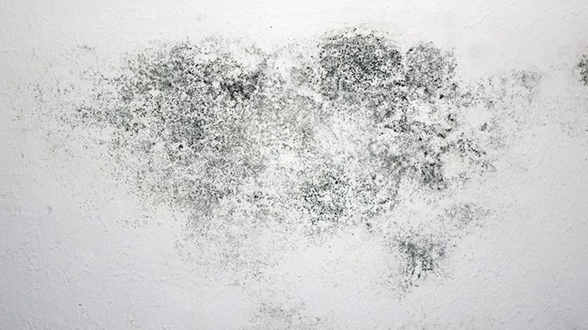 Moho en pared blanca