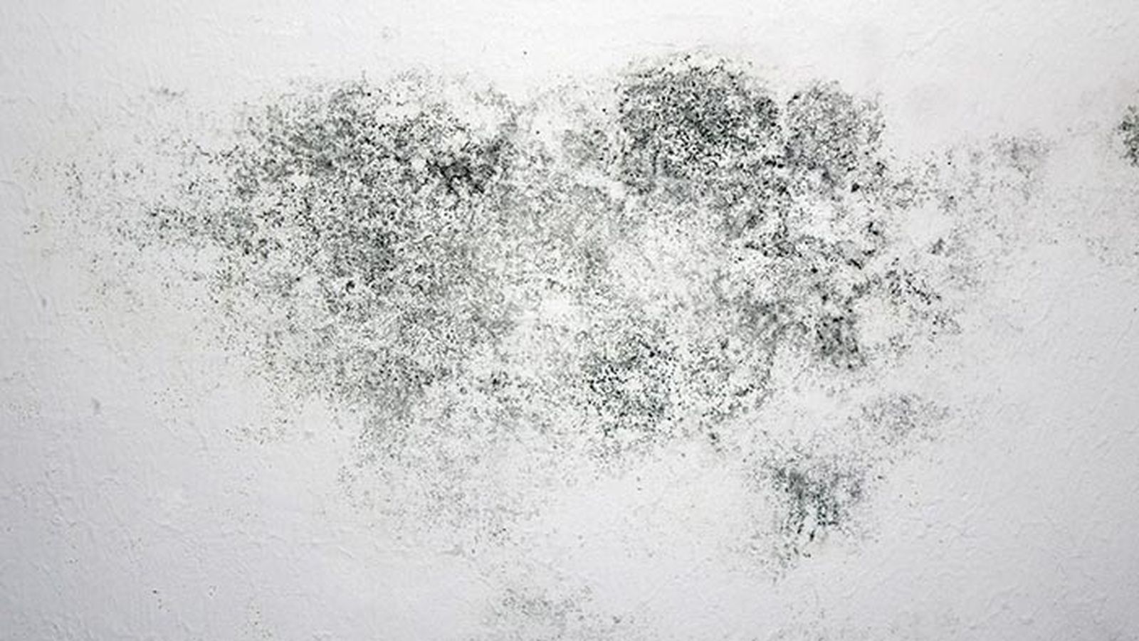 Moho en pared blanca Moho en pared blanca