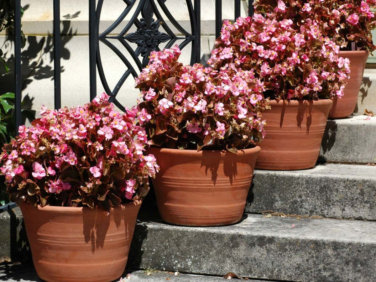 Las Begonias semperflorens sí que pueden tolerar algo más más luz directa.