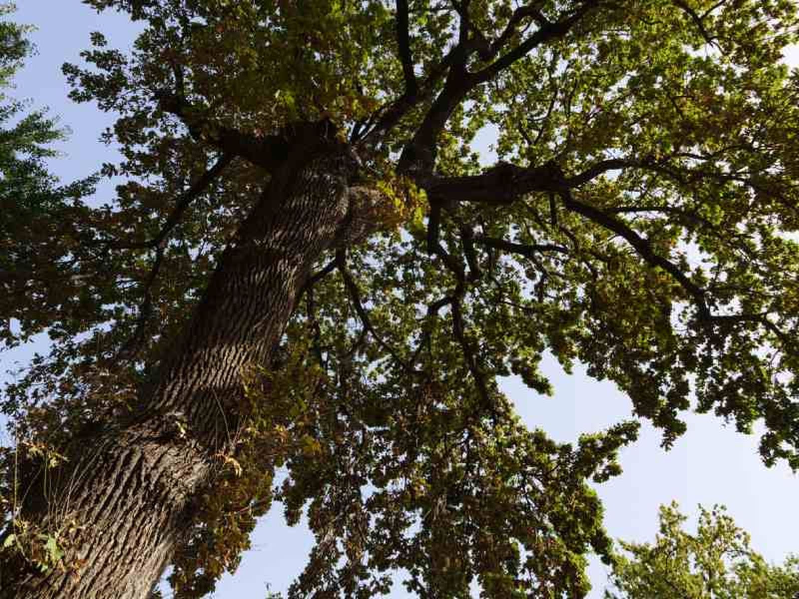 Quercus robur. Quercus robur.
