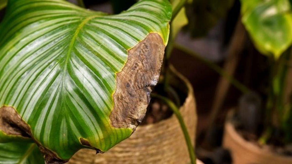 hojas marrones de la calathea orbifolia