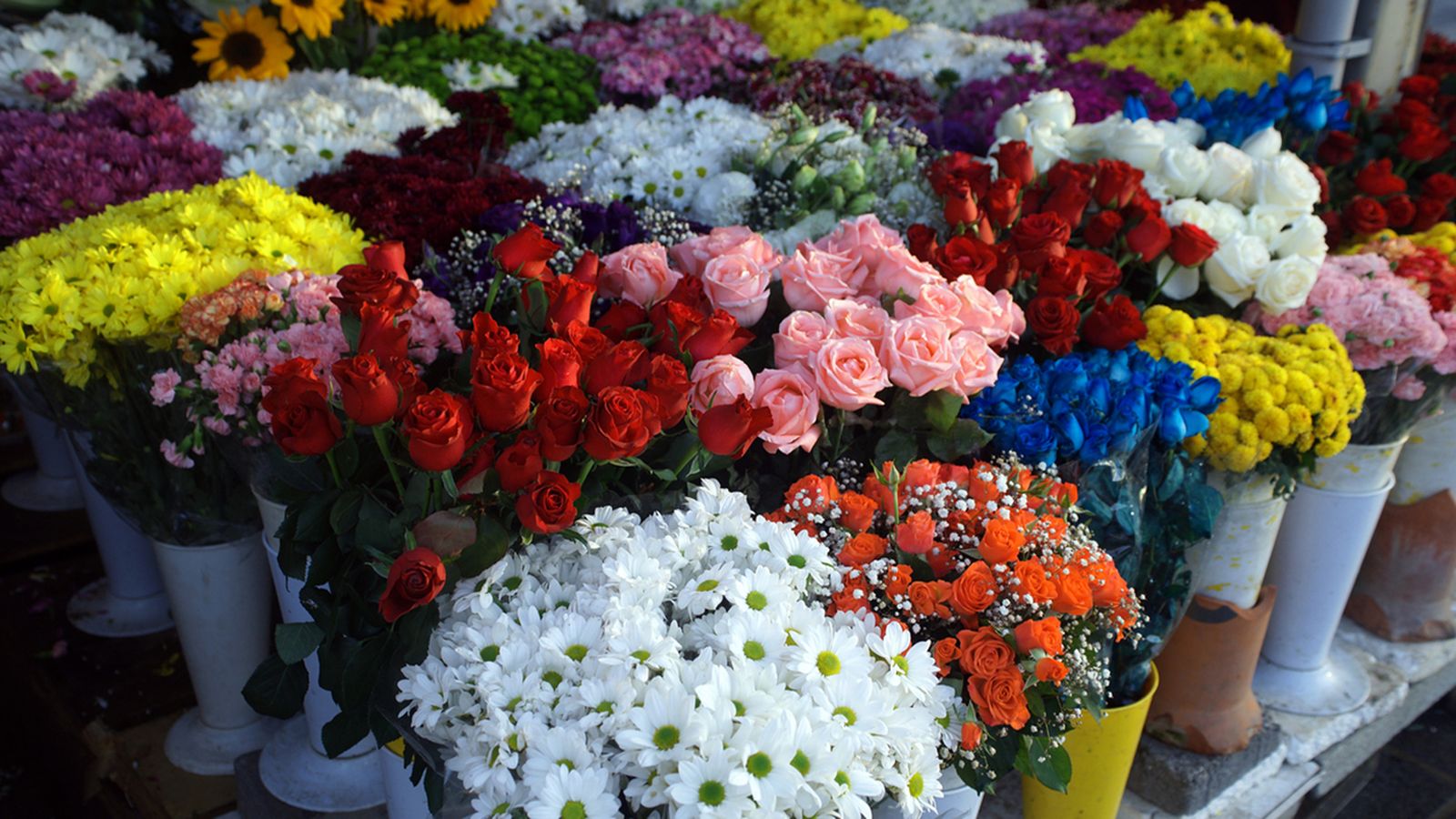 significado del color flores san valentin significado del color flores san valentin