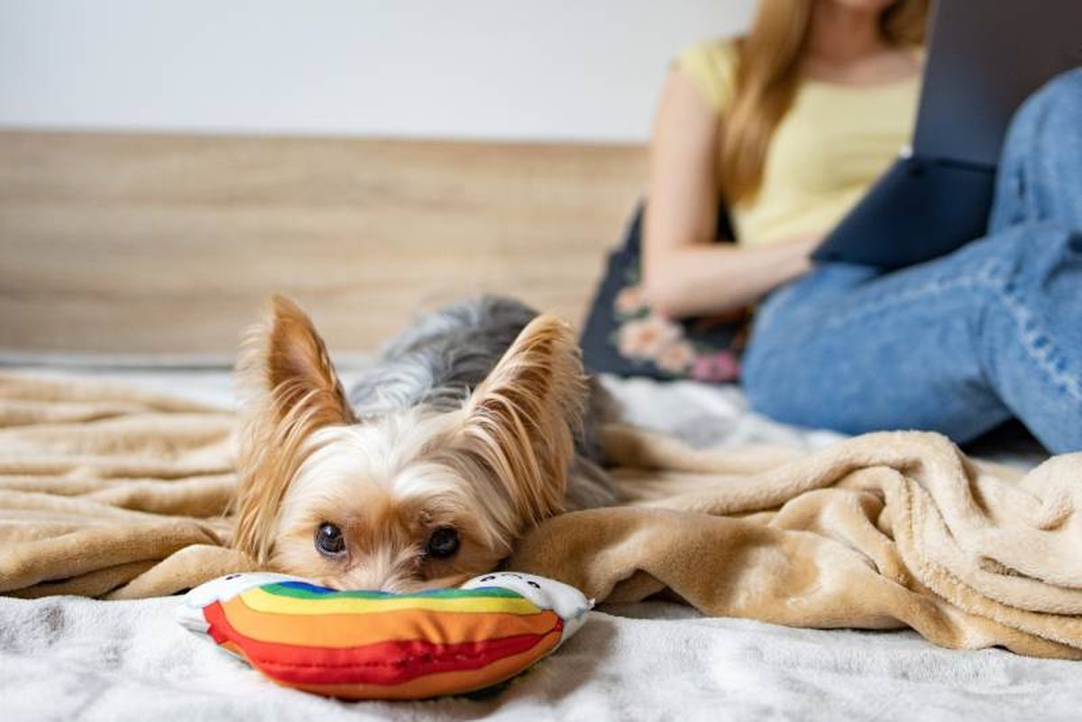 El veterinario podrá recomendar el uso de antihistamínicos o antibacterianos.