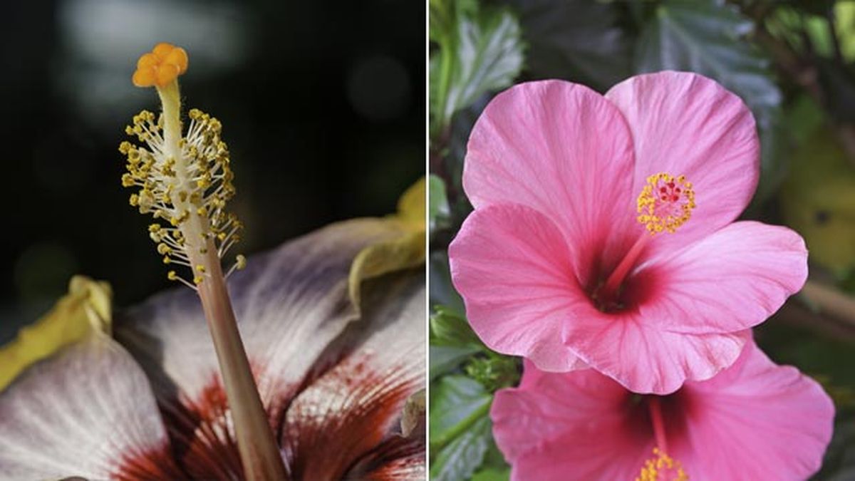 Hibiscus rosa sinensis estambre
