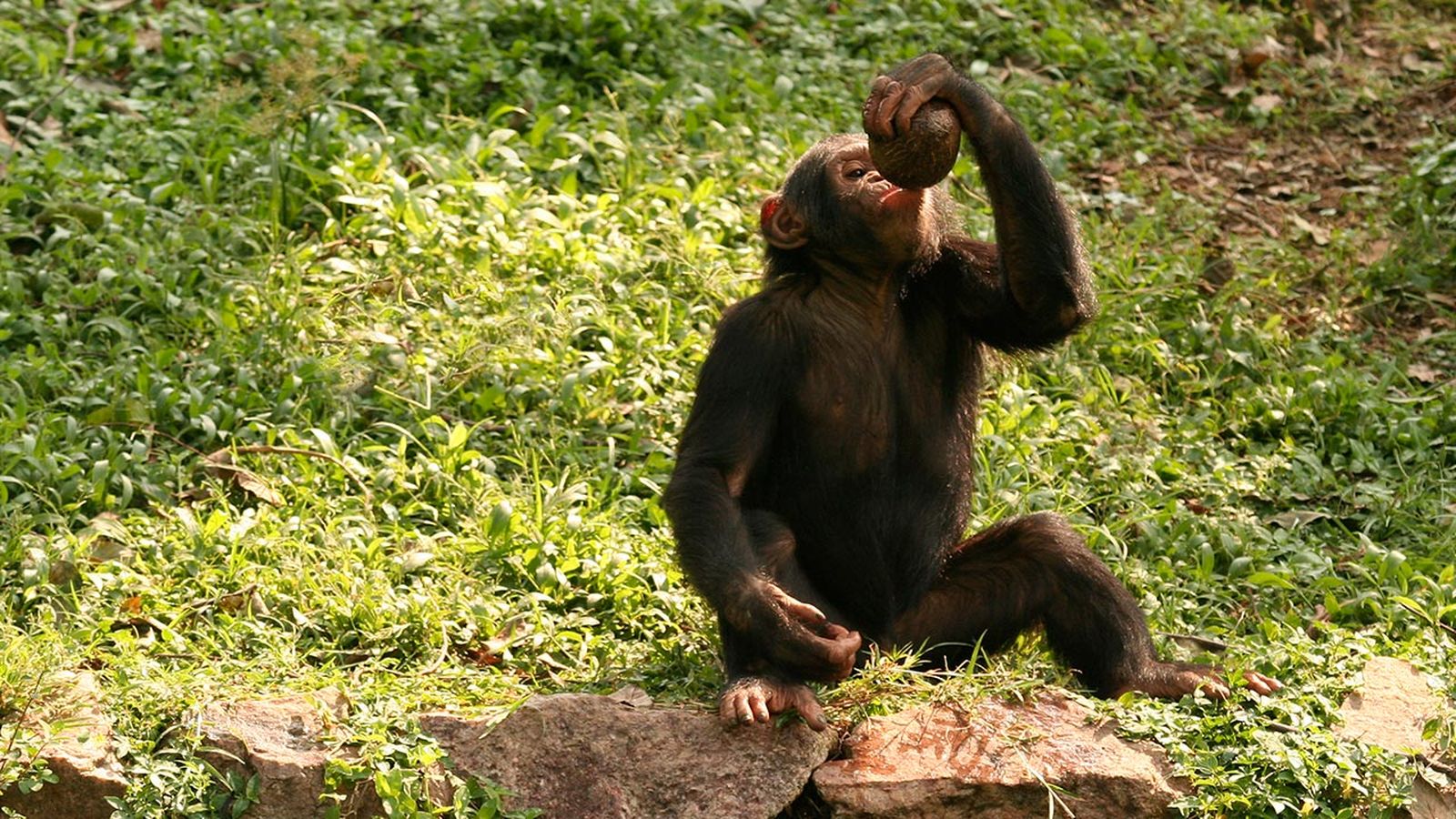 monos alcoholicos 2 monos alcoholicos 2