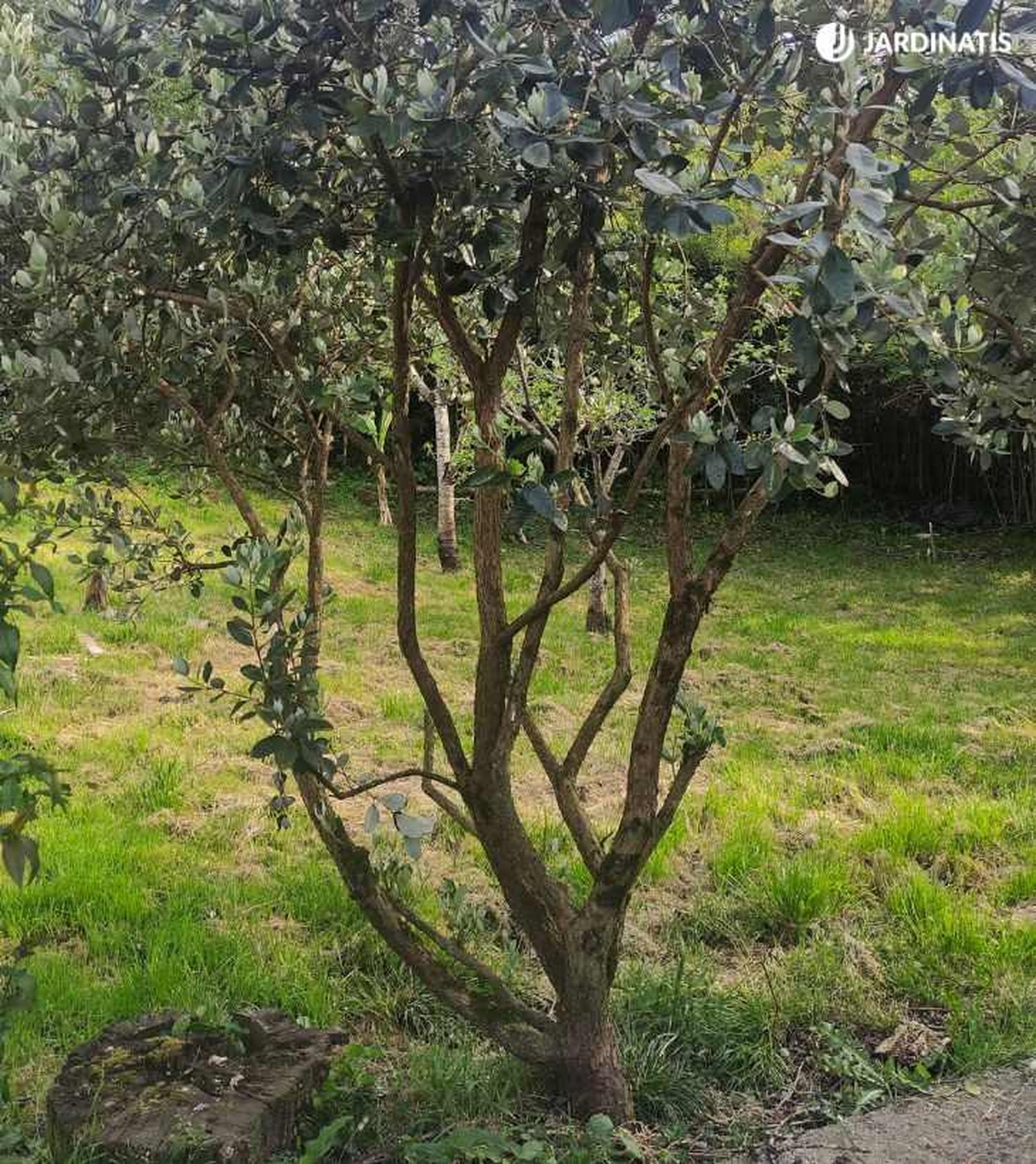 Árbol feijoa en el jardín Árbol feijoa en el jardín