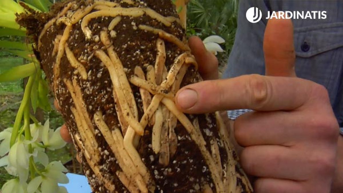 raices de la orquidea cymbidium brico jardin 864