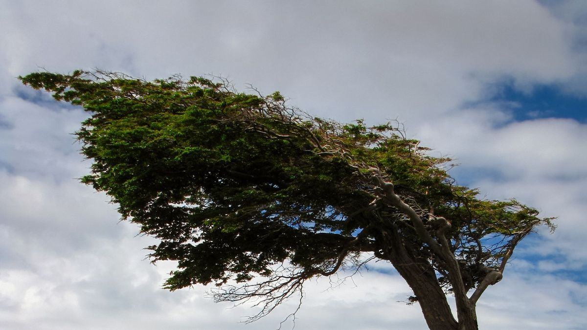 El viento incide en el tipo de plantas que vemos